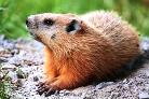 woodchuck